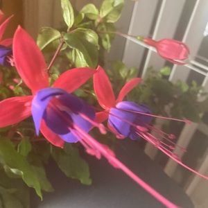 Meet your Posher, Brandy